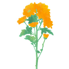 flower of marigold
