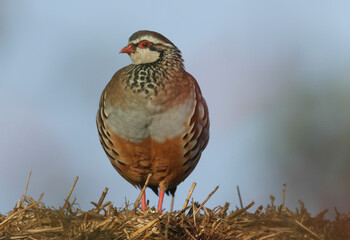 A Red-Legged Partridge, Alectoris rufa, perched up high on bales of straw.