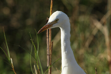 A head shot of a Cattle Egret, Bubulcus ibis, hunting for food in a field where cows are grazing.