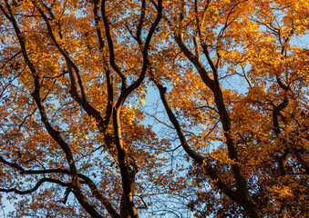 710-10 Branches of Gold