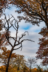 710-31 Halloween Tree