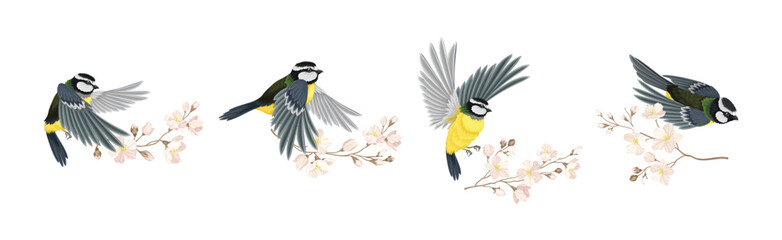 Titmouse Bird with Blooming Tree Branch Vector Set © Happypictures