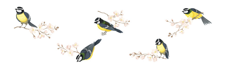 Titmouse Bird with Blooming Tree Branch Vector Set