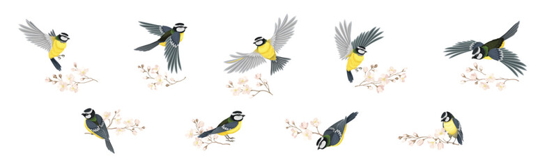 Titmouse Bird with Blooming Tree Branch Vector Set © Happypictures