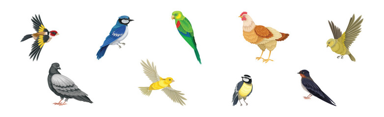Different Birds and Aves with Feathers and Beak Vector Set