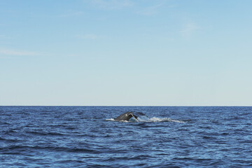 whale fin in ocean