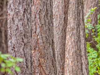 Larch tree trunk grey rough bark texture on sunny day