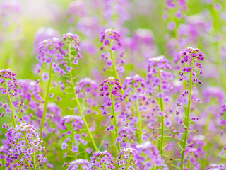 Verbena bonariensis flowers, Argentinian Vervain or Purpletop Vervain, Clustertop Vervain, Tall Verbena, Pretty Verbena, in garden