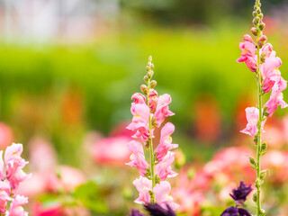 Pink flowers in the garden called Snapdragon or Antirrhinum majus or Bunny rabbits.