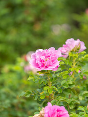 Obraz premium Blooming rosehip flower, beautiful pink flower on a bush branch. Beautiful natural background of blooming greenery.