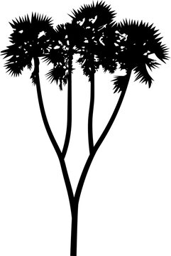 silhouette of  palm tree whit four head on white background vector art,  black color ,