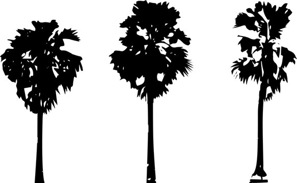 silhouette of  palm tree on white background vector art,  black color ,