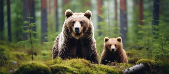 Fototapeten Wild brown bears large post hibernation predators in forests and wildlife © AkuAku