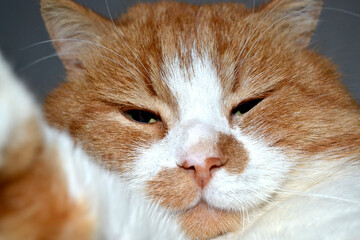 Portrait of a red cat with a cunning squinting glance isolated on white