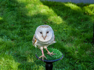  Barn Owl Head On