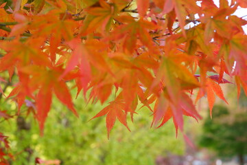 The autumn leaves during this season are beautiful.