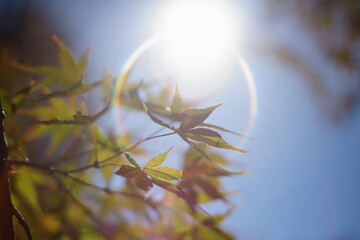 The autumn leaves during this season are beautiful.