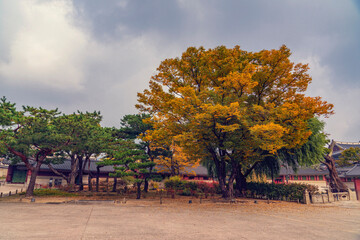창덕궁의 오래된 회화나무-창덕궁,서울, 대한민국