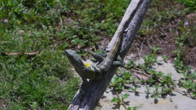 Small banded green lizard poses on tree branch in Honduras forest