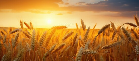 Sunset casts weak light on a wheat field illuminating some ears - obrazy, fototapety, plakaty
