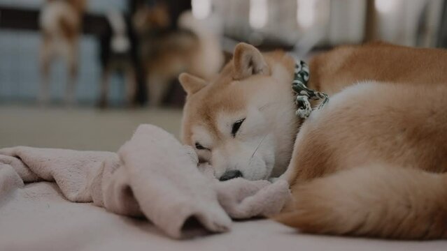 Close-up of a tired and cute orange miniature Shiba dog (Mame Shiba Inu) napping on the floor with a blanket with other dogs in the background