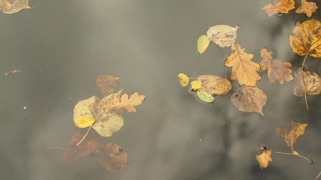 Fallen leaves sway on the lake, reflections in the water. Autumn leaves float on the surface of the water. Bright yellow foliage sailing in pond. Fine autumn video background. 