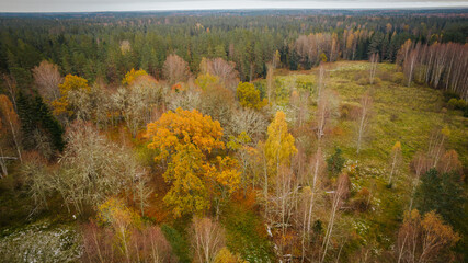 Most beautiful autumn forests in Latvia. Mixed woods with beautiful different colors.