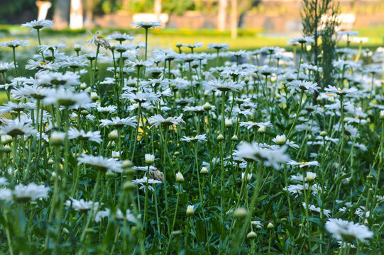 Side View Natural Beauty And Freshness Of White Flowers Of Leucanthemum maximum Plants In Full Bloom On Stems And Green Leaves