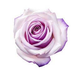 Purple and white rose isolated on transparent background,transparency 