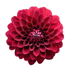 burgundy dahlia flower isolated on transparent background,transparency 