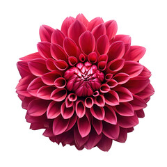 burgundy dahlia flower isolated on transparent background,transparency 