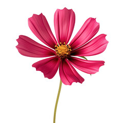 burgundy cosmos isolated on transparent background,transparency 