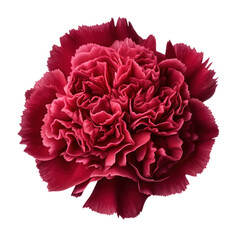 burgundy carnation isolated on transparent background,transparency 