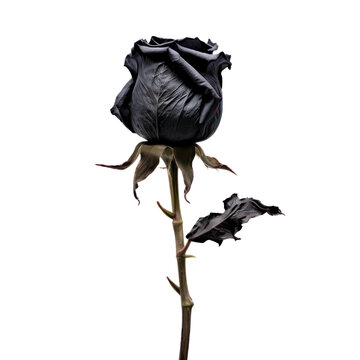 Dried black rose isolated on transparent background,transparency 