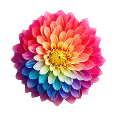 Dahlia flower blossom isolated on transparent background,transparency 