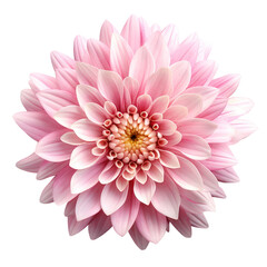 Pink chrysanthemum isolated on transparent background,transparency 