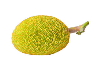 jackfruit with leaf on transparent png