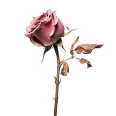Dried pink rose isolated on transparent background,transparency 