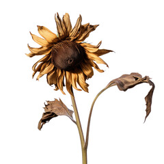 Dried sunflower blossom isolated on transparent background,transparency  - obrazy, fototapety, plakaty