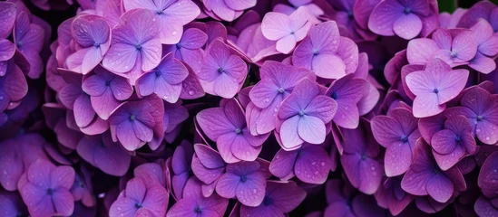 Fototapeten Purple hydrangea flowers close up © AkuAku