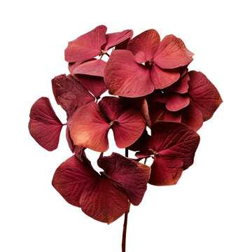 Dried red hydrangea isolated on transparent background,transparency 