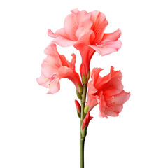 Pink gladiolus flower blossom isolated on transparent background,transparency 
