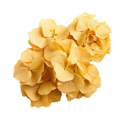 Dried yellow hydrangea isolated on transparent background,transparency 
