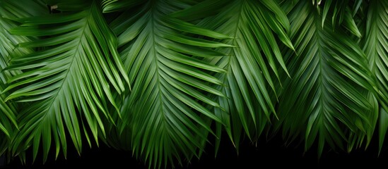 Palm leaves in Alicante Spain