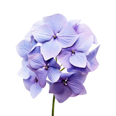 Blue violet hydrangea flower blossom isolated on transparent background,transparency 