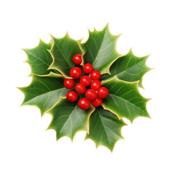 holly isolated on transparent background,transparency 
