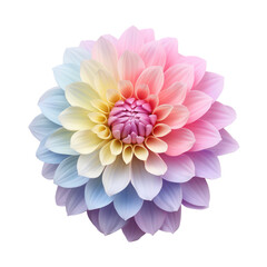 rainbow dahlia isolated on transparent background,transparency 