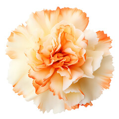 White and orange carnation isolated on transparent background,transparency 
