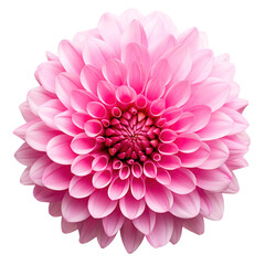 Pink dahlia isolated on transparent background,transparency 