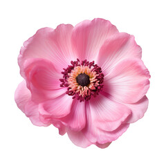 Pink anemone flower blossom isolated on transparent background,transparency  - obrazy, fototapety, plakaty